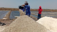 Buruh angkut garam terlihat sedang mengumpulkan garam dari setiap petaknya.