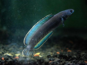 Ikan Cantik Channa Andrao, Ini Habitat, Karakteristik dan Cara Merawatnya