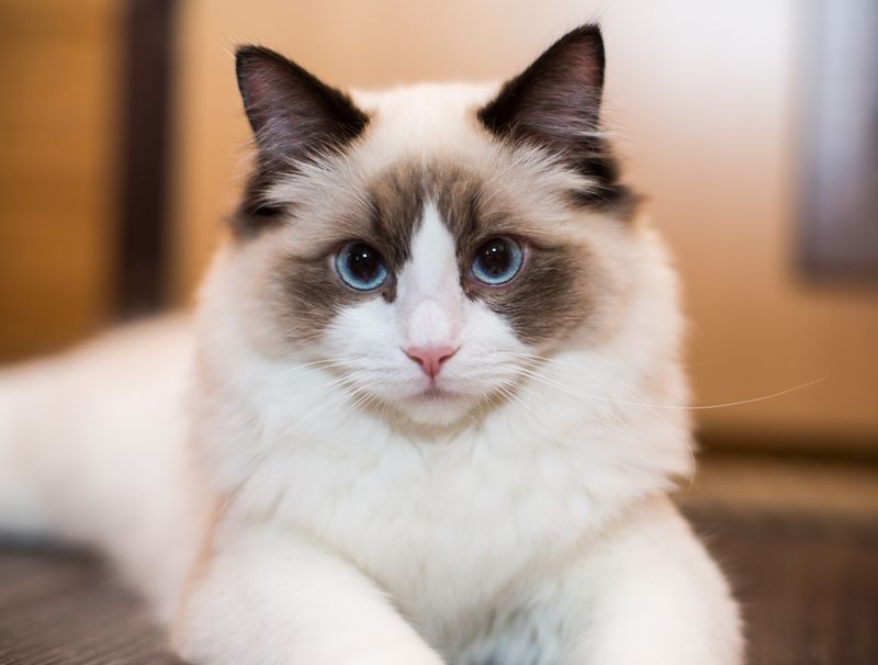 Beautiful young white purebred Ragdoll cat with blue eyes, at home.