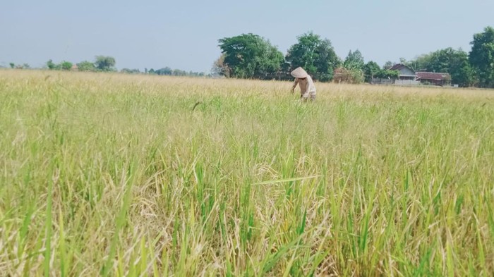 Lahan padi di Desa Jetis, Kecamatan Juwiring, Klaten yang mulai kekeringan.