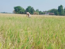 Memperkuat Pertanian untuk Mitigasi Kekeringan