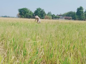 Antisipasi Kekeringan Akibat El Nino, 3.320 Pompa Air Disiapkan di Klaten