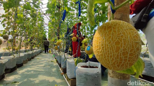 Pengunjung sedang memilih dan memetik buah melon di Wisata Petik Melon di Ciamis.