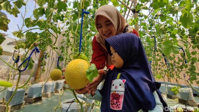 Pengunjung sedang memilih dan memetik buah melon di Wisata Petik Melon di Ciamis.