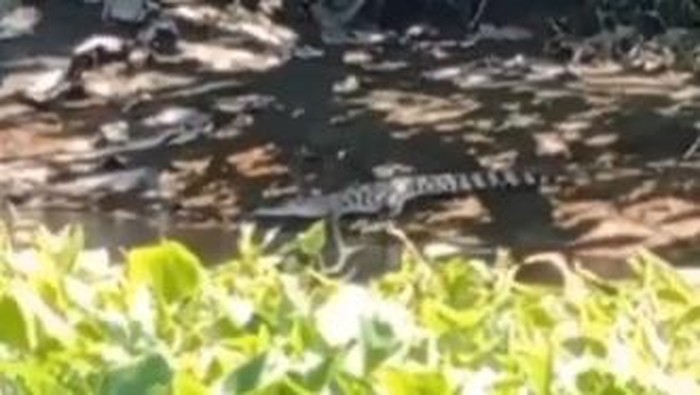 Seekor buaya terekam kamera di bawah Jembatan Nginden Intan, Surabaya. Buaya itu belum tertangkap.