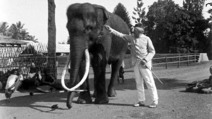Toekoe gajah berandal (Istimewa/Dok Sukabumi History)