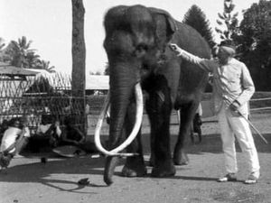 Akhir Derita Toekoe, Gajah Berandal yang Membuat Belanda Kelabakan