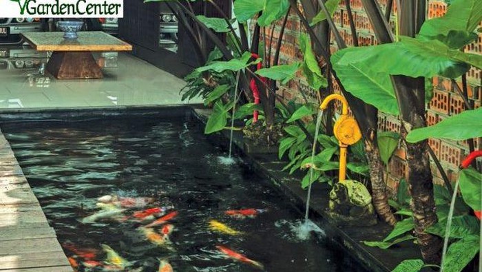 biaya bikin kolam ikan koi
