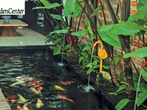 biaya bikin kolam ikan koi