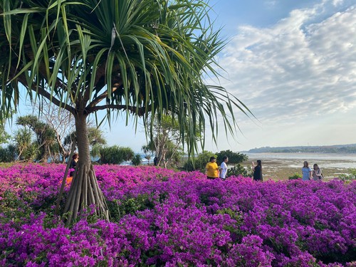 Hamparan bunga di  Peninsula Island, ITDC, Nusa Dua, Badung, Bali, Minggu (3/9/2023). (Siti Muamalah)