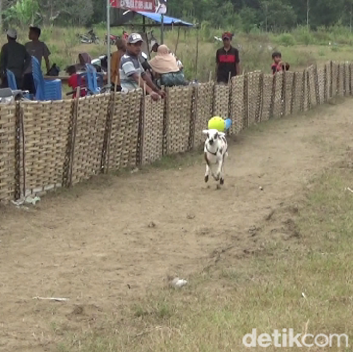 karapan kambing di lumajang