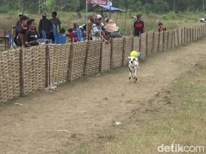 Melihat Keseruan Tradisi Unik Karapan Kambing di Lumajang