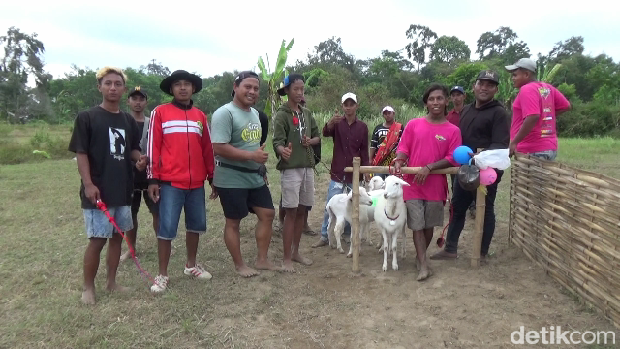 karapan kambing di lumajang