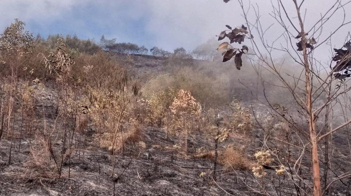 Kondisi lereng Gunung Sumbing hangus terbakar. Foto diunggah Minggu (3/9/2023).