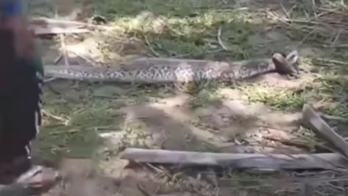 Ular piton sepanjang 3,5 meter di Kabupaten Mamuju Tengah, Sulawesi Barat (Sulbar) dibunuh warga usai memangsa seekor anjing.