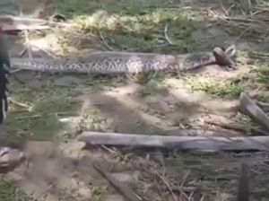 Akhir Tragis Piton 3,5 Meter Mangsa Anjing di Mamuju Tengah