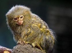 Melihat Potret Benda Hingga Makhluk Hidup Terkecil di Dunia