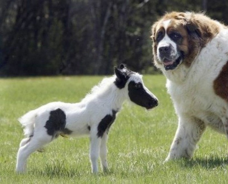 Melihat Potret Benda Hingga Makhluk Hidup Terkecil di Dunia