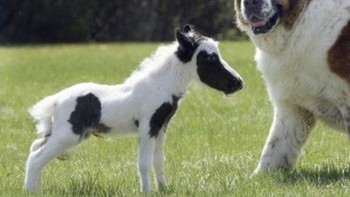 Einstein demikian nama kuda tersebut merupakan kuda terkecil di dunia, kuda ini diperkirakan memiliki ukuran tubuh seperti anjing kecil. Saat berumur tiga hari, tinggi si kecil ini hanya 14 inch atau setara 35,56 cm saja. (Foto: list25)