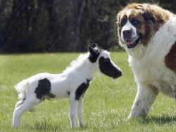 Melihat Potret Benda Hingga Makhluk Hidup Terkecil di Dunia