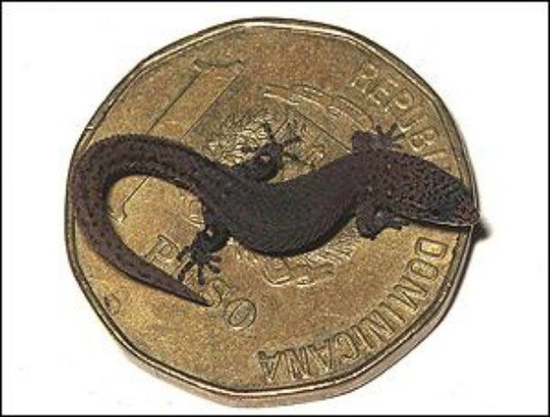 Melihat Potret Benda Hingga Makhluk Hidup Terkecil di Dunia