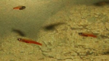 Ikan Terkecil, jenis ikan progenetica Paedocypris ini sejenis dengan ikan dari genus Paedocypris yang dilaporkan sebagai ikan terkecil di dunia. Spesies ini termasuk juga sebagai organisme bertulang belakang terkecil di dunia, hingga Januari 2012 ketika ditemukannya organisme yang lebih pendek, sejenis katak yang dinamai Paedophryne amauensis. (Foto: list25)  