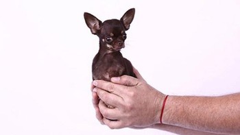 Pada tahun 2013 anjing berjenis Chihuahua ini dinobatkan oleh Guinness Book of World Records sebagai anjing terkecil di dunia. Anjing yang lahir tahun 2011 ini dinamai Miracle Milly dengan tinggi 9,65 cm dan panjang 6,6 cm. Milly merupakan hewan peliharaan CEO Hollywood Chis, Vanesa Semler. (Foto: list25)  