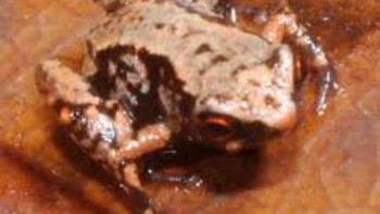 Hewan vertebrata terkecil, pada tahun 2012 para peneliti di Papua New Guinea menemukan katak berukuran 0,27 inci, menjadikannya vertebrata terkecil di dunia. Hewan ini berjenis Paedophryne amauensis. (Foto: list25)  