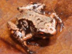 Melihat Potret Benda Hingga Makhluk Hidup Terkecil di Dunia