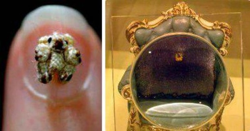 Melihat Potret Benda Hingga Makhluk Hidup Terkecil di Dunia