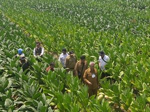 Pemkab Gresik Mau Buatkan Sumur di Lahan Tembakau Pakai Dana Hasil Cukai