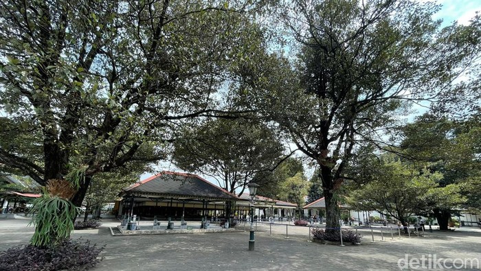 Pohon sawo kecik di Keraton Jogja. Foto diunggah Minggu (3/9/2023).