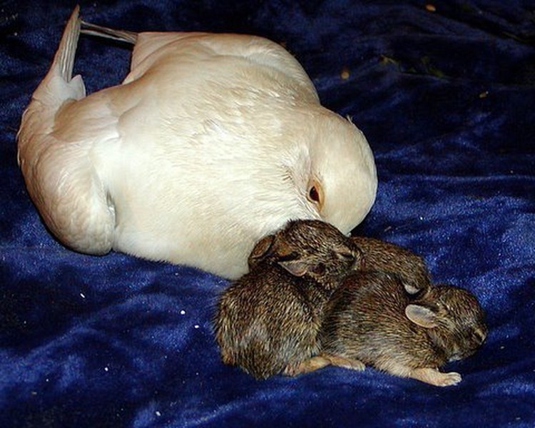 Potret Gemas Hewan Ketika Adopsi Beda Spesies