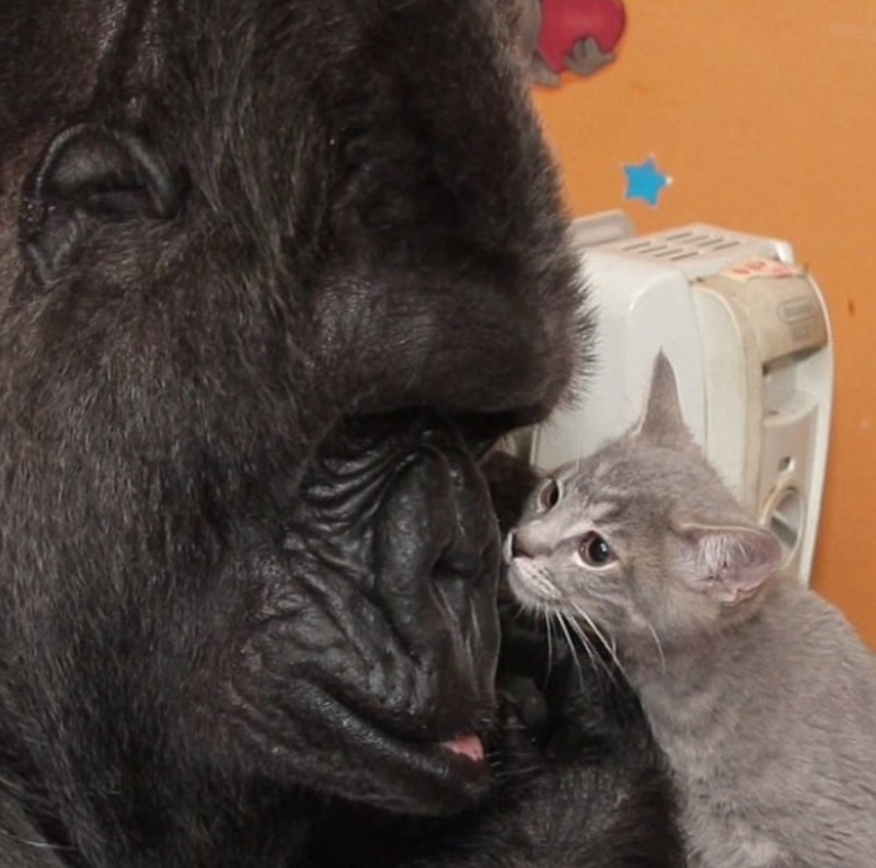 Potret Gemas Hewan Ketika Adopsi Beda Spesies