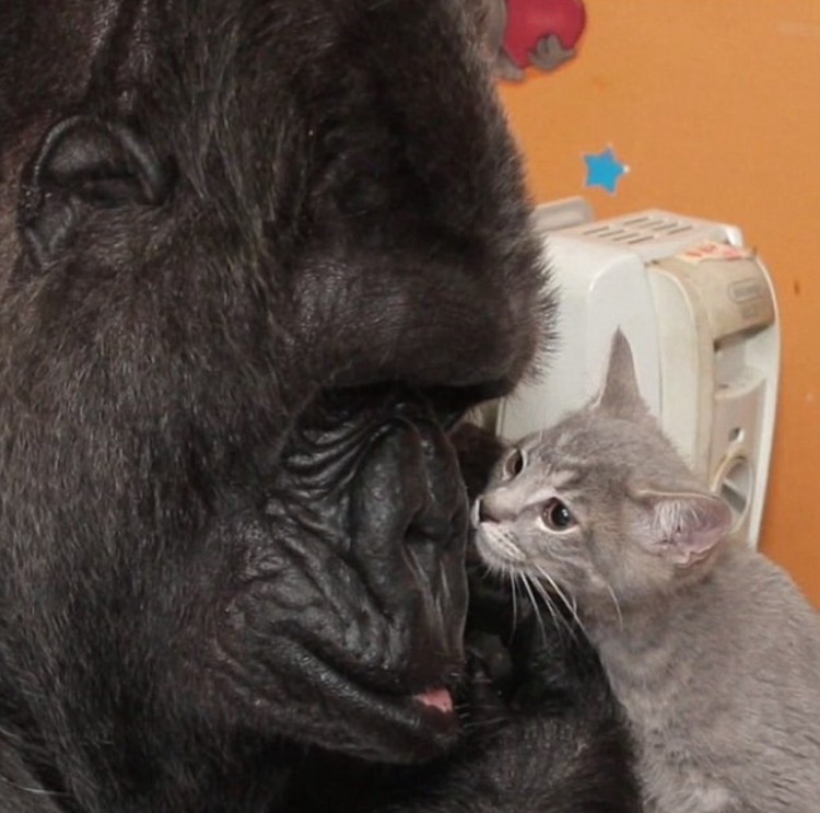 Potret Gemas Hewan Ketika Adopsi Beda Spesies Potret Gemas Hewan Ketika Adopsi Beda Spesies