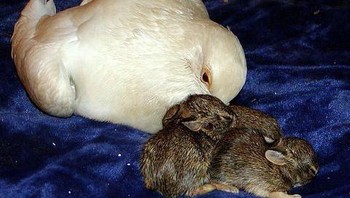 Noah si merpati dan kelinci. Foto: Brightside