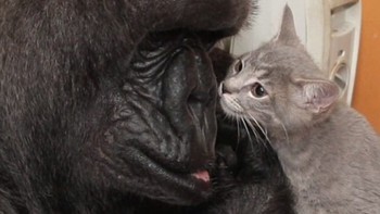 Koko si gorila dan anak kucing. Foto: Brightside