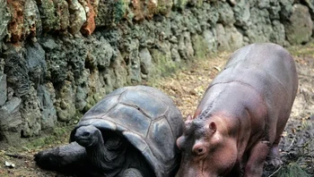 Owen si kuda nil dan Mzee si kura-kura. Foto: Brightside