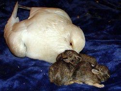 Potret Kekeluargaan Hewan Meski Beda Spesies Bikin Gemas