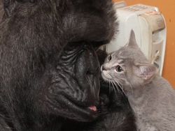 Potret Kekeluargaan Hewan Meski Beda Spesies Bikin Gemas