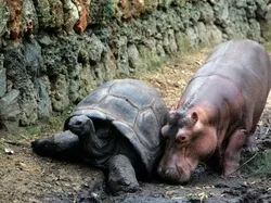 Potret Kekeluargaan Hewan Meski Beda Spesies Bikin Gemas