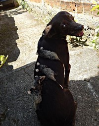 Potret Gemas Hewan Ketika Adopsi Beda Spesies