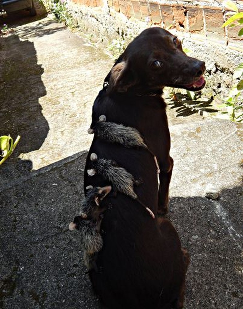 Potret Gemas Hewan Ketika Adopsi Beda Spesies