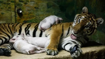 Sai Mai si harimau betina dan anak-anaknya. Foto: Brightside