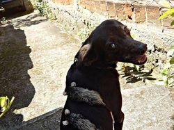 Potret Kekeluargaan Hewan Meski Beda Spesies Bikin Gemas