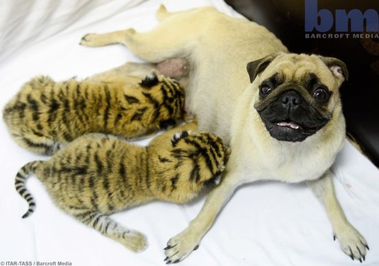 Potret Gemas Hewan Ketika Adopsi Beda Spesies