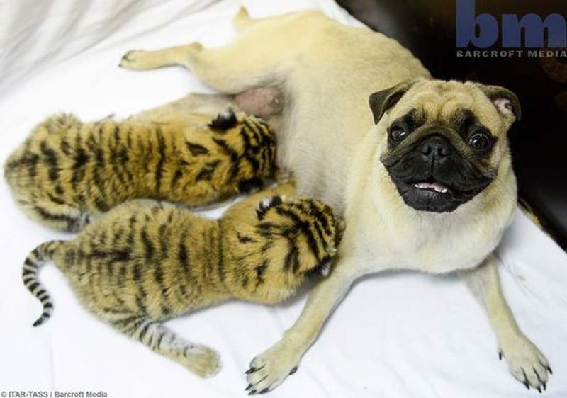 Potret Gemas Hewan Ketika Adopsi Beda Spesies