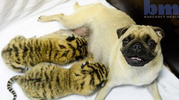 Kapa dan Asya si anjing pug dan anak harimau. Foto: Brightside