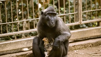 Niv si monyet kera dan seekor ayam. Foto: Brightside