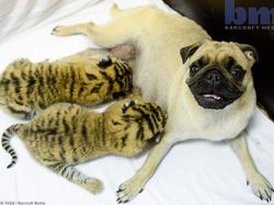 Potret Kekeluargaan Hewan Meski Beda Spesies Bikin Gemas